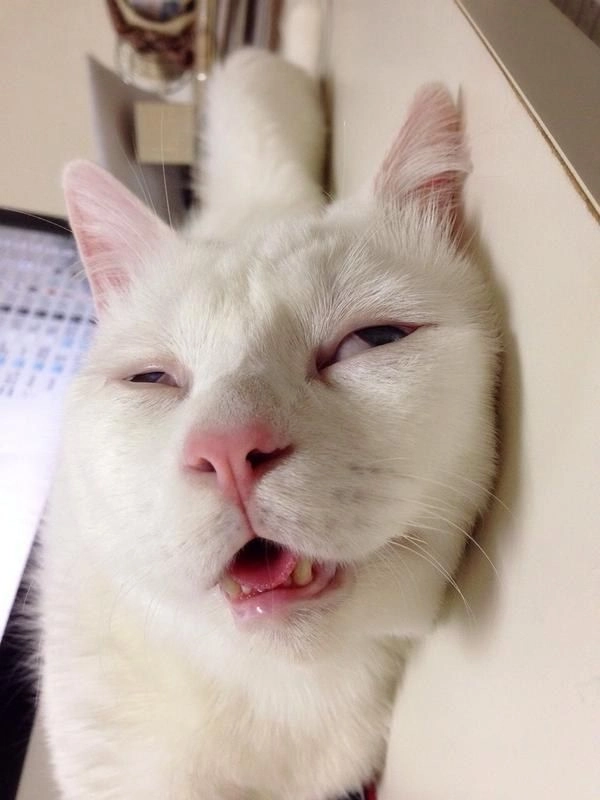 Biểu cảm độc đáo trong mèo khóc meme khiến bạn thích thú.