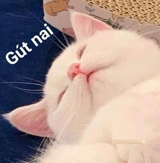 Những meme chó mèo hài hước và đáng yêu vô cùng.