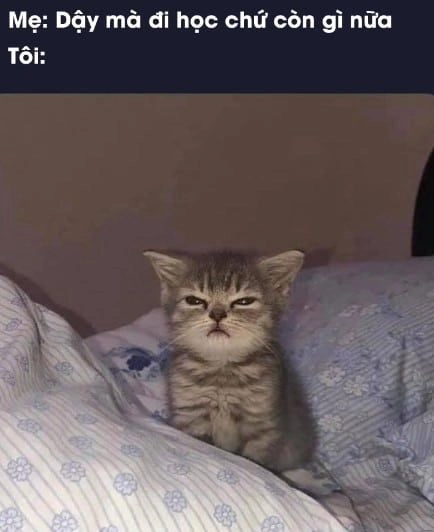 Cười nghiêng ngả với meme mèo like, biểu cảm cực chất.