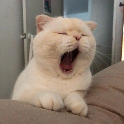 Khám phá cười ảnh chế meme mèo bựa đầy sáng tạo.
