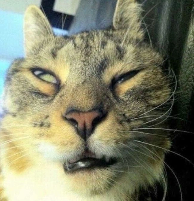 Những ảnh mèo meme cute khiến bạn yêu từ cái nhìn đầu tiên.