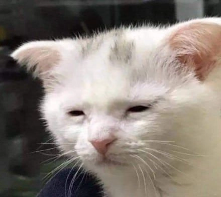 Tuyển tập mèo cute meme đáng yêu và hài hước.