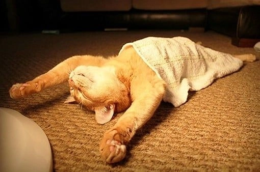 Đón Tết vui vẻ với meme mèo tết dễ thương.