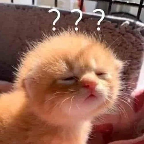 Khám phá avatar mèo meme hài hước và dễ thương.