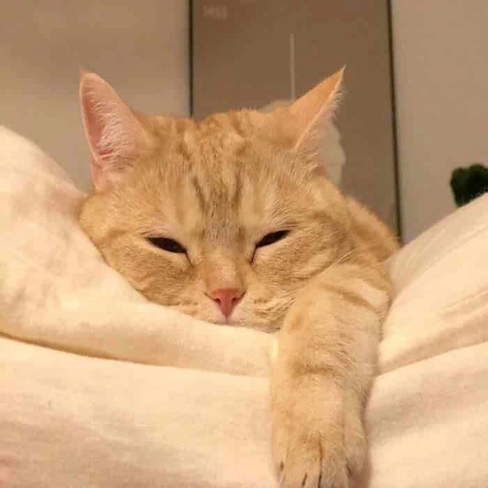 Hài hước với mèo buồn ngủ meme, biểu cảm ngái ngủ siêu dễ thương.
