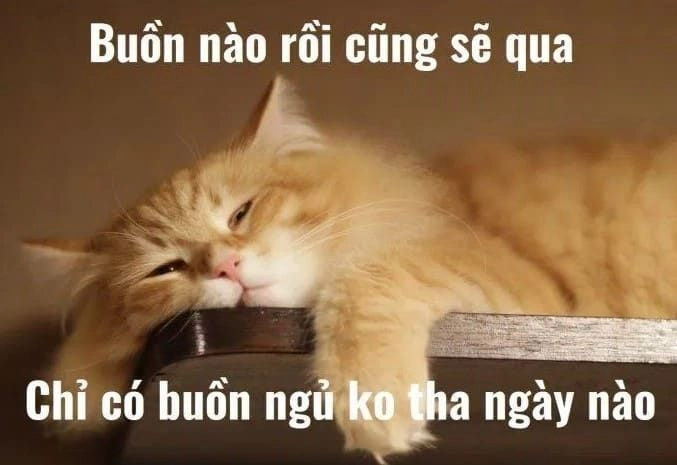 Hình ảnh ảnh mèo buồn meme khiến bạn không thể nhịn cười.
