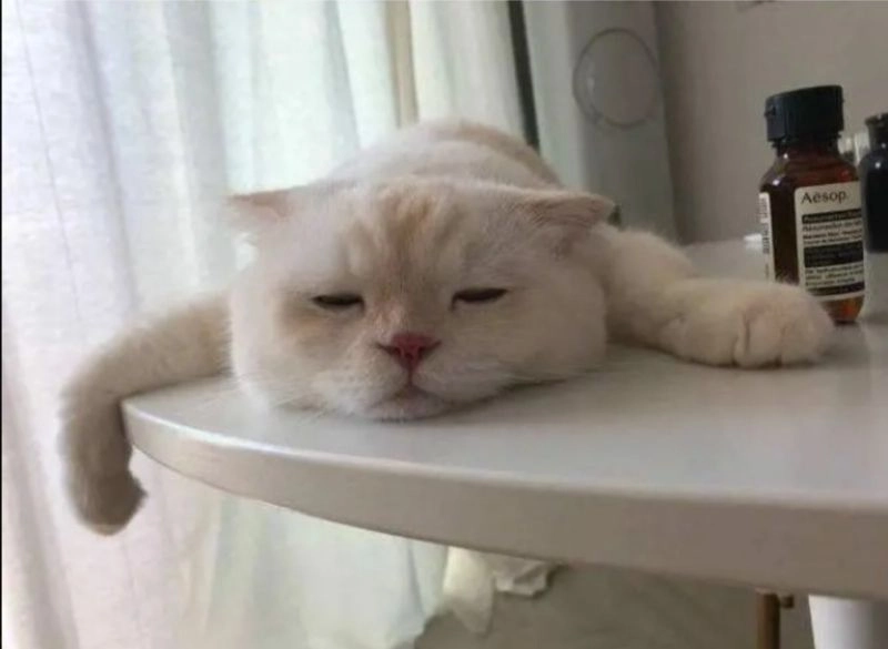 Khám phá hình meme mèo độc đáo và sáng tạo.