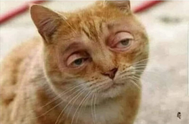 Cười thả ga với meme mèo hài cực chất.