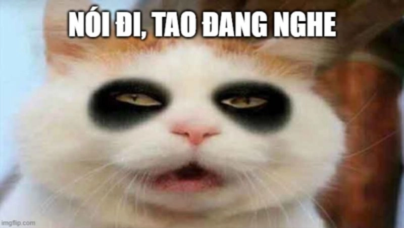Những ảnh con mèo meme siêu đáng yêu làm bạn mê mẩn.