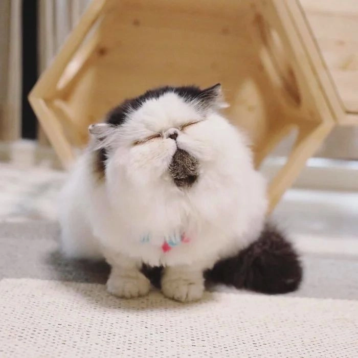 Hài hước với meme mèo cười nhe răng, biểu cảm siêu độc lạ.