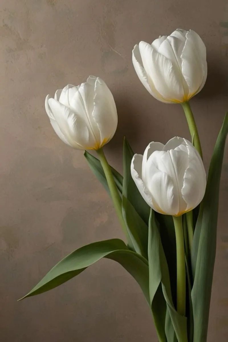 Chiêm ngưỡng ảnh hoa tulip đẹp rực rỡ nhất mùa xuân