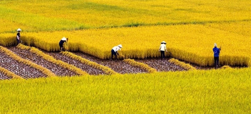 Tận hưởng khung cảnh từ cảnh cánh đồng lúa