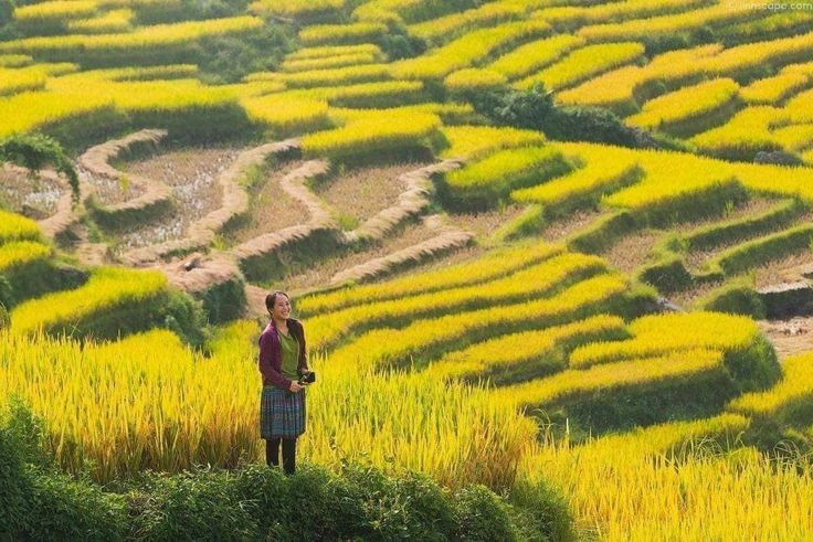 Tận mắt ngắm hình ảnh cánh đồng lúa miền tây