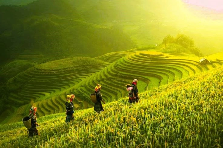 Gợi nhắc quê hương qua ảnh cánh đồng quê
