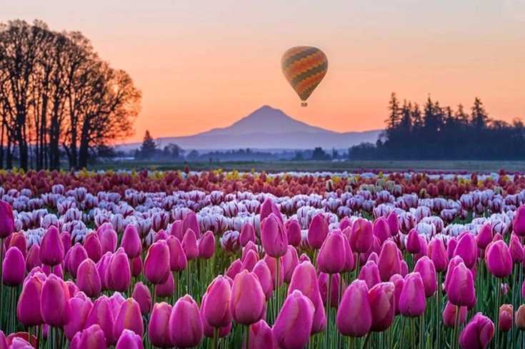 Mãn nhãn trước hình ảnh cánh đồng hoa tulip đẹp nhất