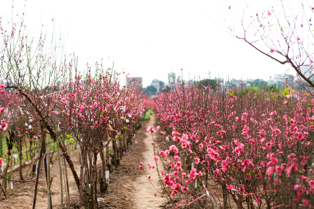 Tết năm trước vẫn còn trong ảnh chợ tết 2023