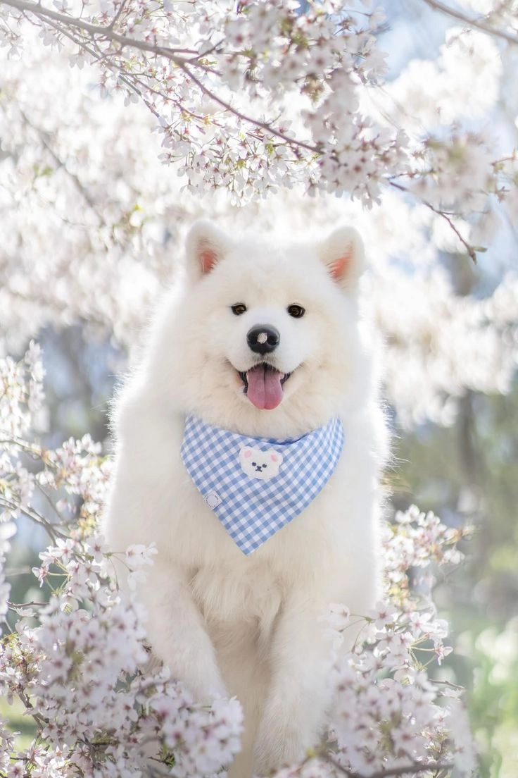 Tăng mood mỗi ngày với hình con cún cute