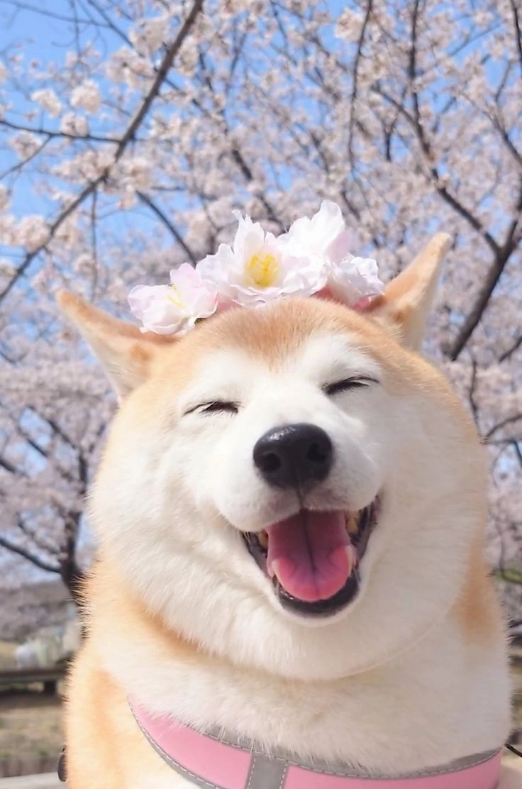 Thế giới thêm yêu nhờ hình ảnh con chó cute dễ mến