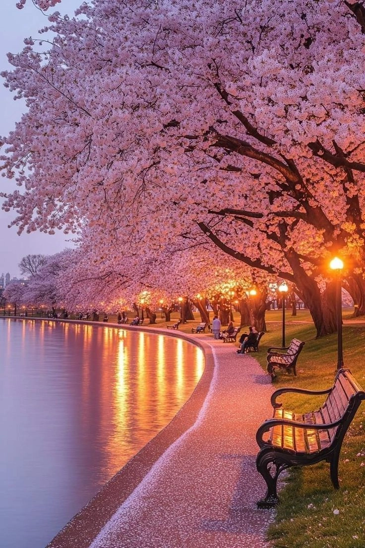 Hấp dẫn từng góc nhìn ảnh hoa anh đào nhật bản