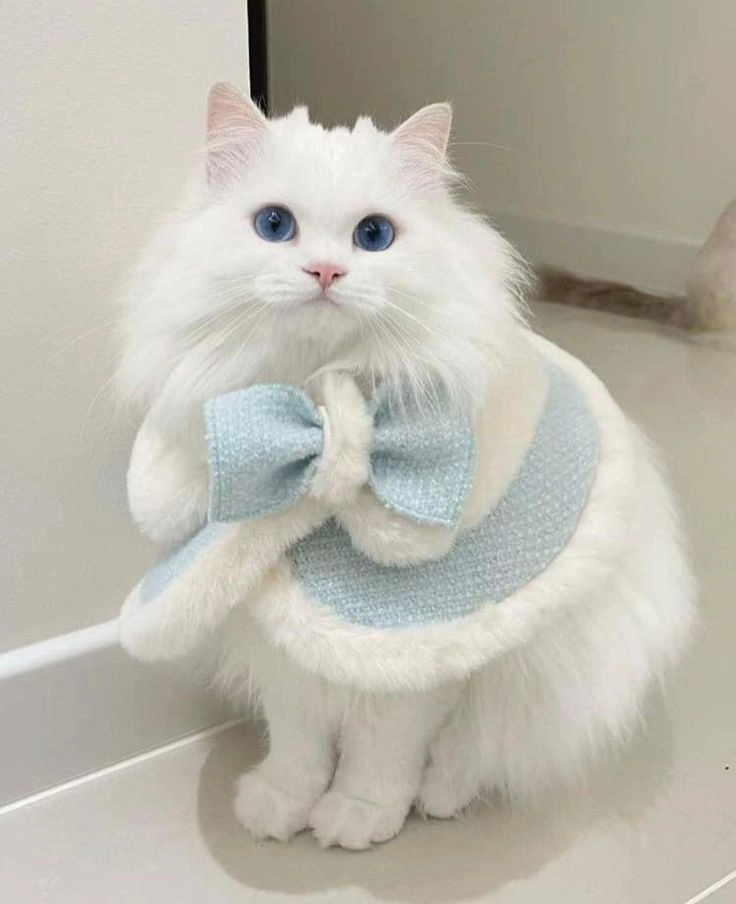 Tìm bộ ảnh mèo cute đáng yêu cực kỳ dễ thương và đầy biểu cảm