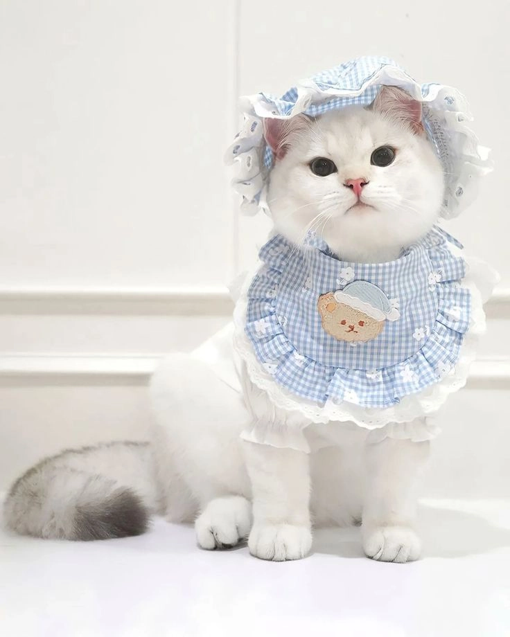 Lưu lại bộ đáng yêu avatar ảnh mèo cute làm hình nền