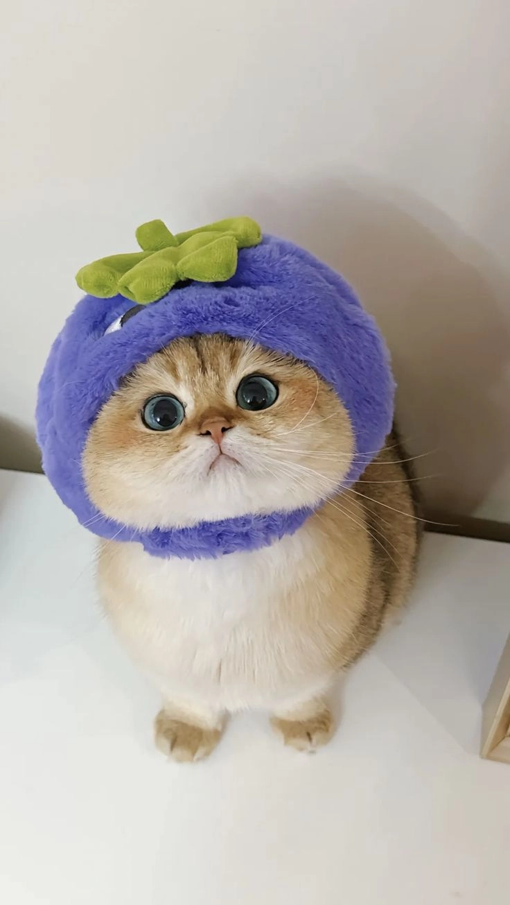 Chọn bộ ảnh nền mèo cute cho màn hình thêm sinh động