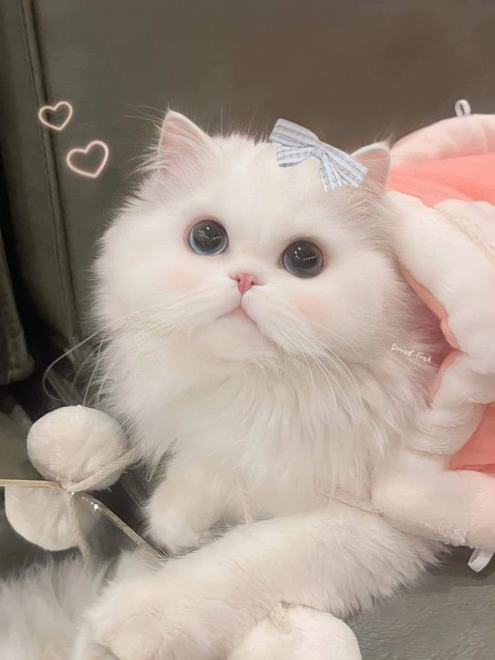 Tải ngay avatar ảnh mèo cute để làm mới trang cá nhân