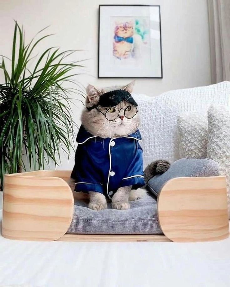 Khám phá bộ ảnh mèo 3d cute siêu dễ thương và sáng tạo