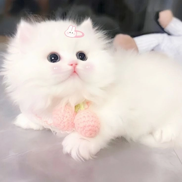 Cùng lưu lại bộ ngộ nghĩnh ảnh mèo cute siêu đáng yêu này