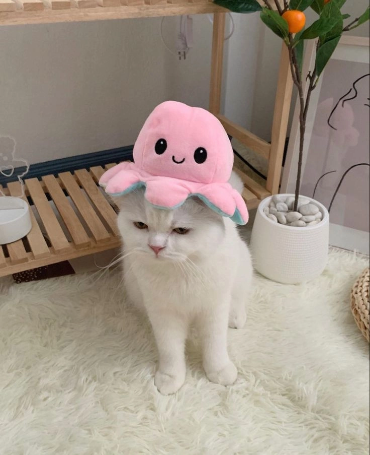 Lưu lại bộ ảnh mèo vô tri cute đầy ngộ nghĩnh và đáng yêu