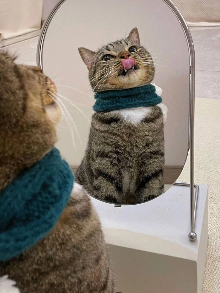 Lưu lại bộ hình ảnh mèo vô tri cute đầy đáng yêu và sáng tạo