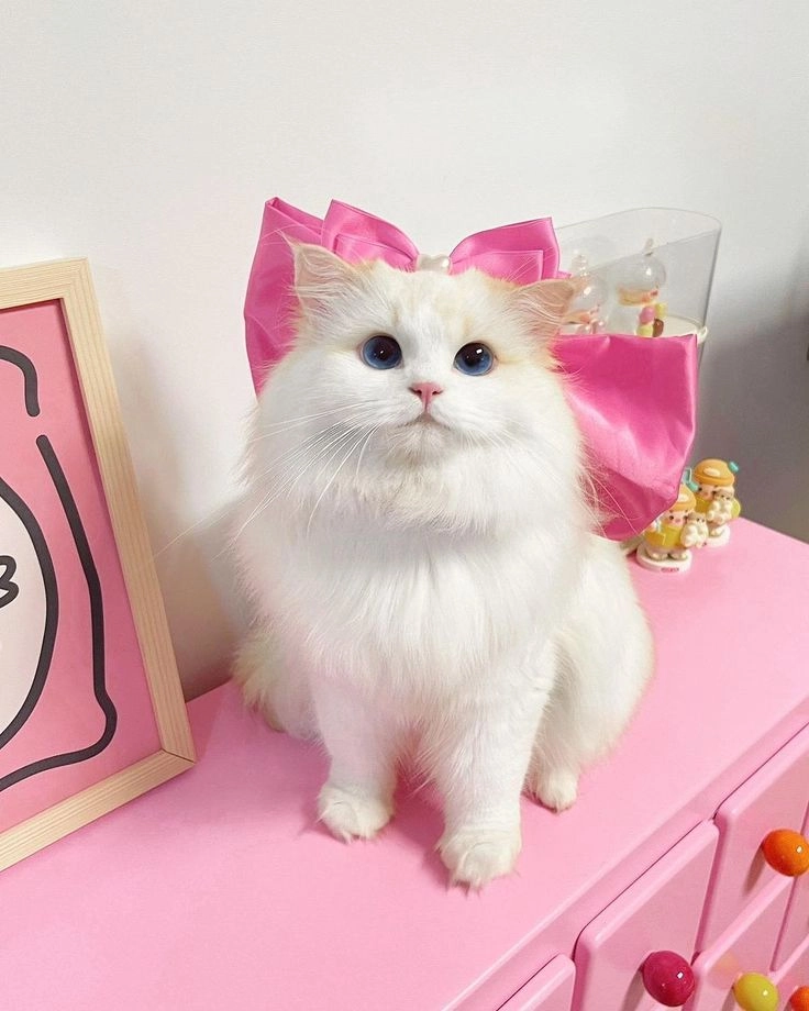 Cập nhật hình ảnh mèo cute cực kỳ dễ thương cho bộ sưu tập