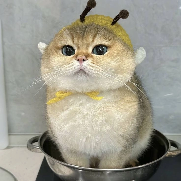 Khám phá bộ ảnh con mèo cute vô tri siêu ngộ nghĩnh và dễ thương