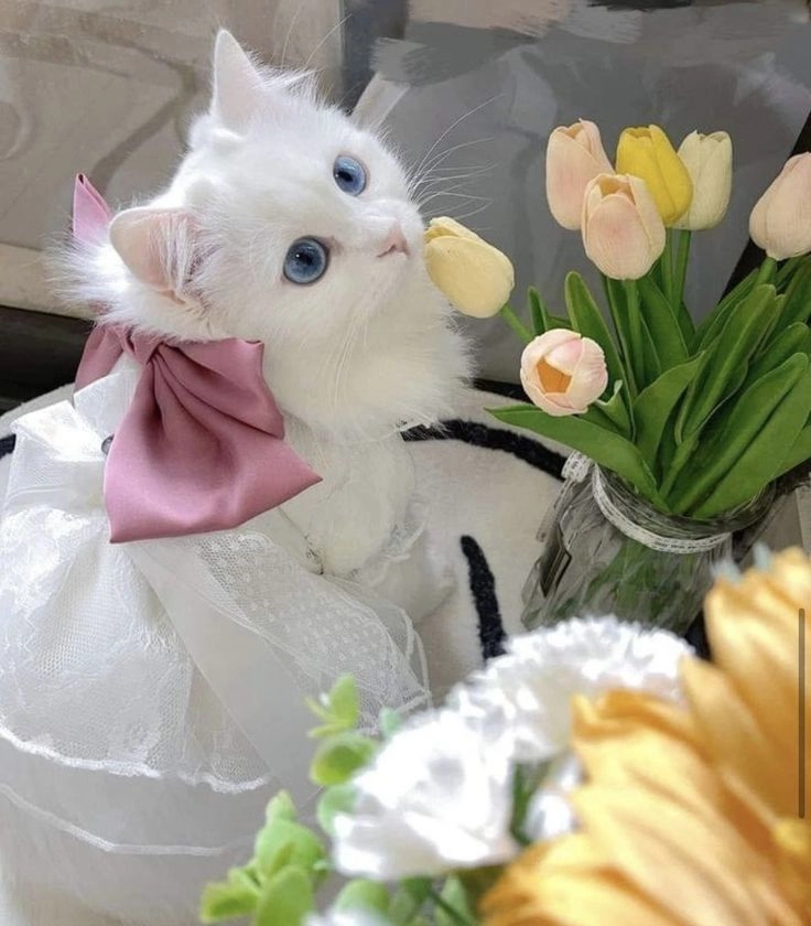 Xem ngay hình ảnh con mèo cute với những biểu cảm siêu đáng yêu