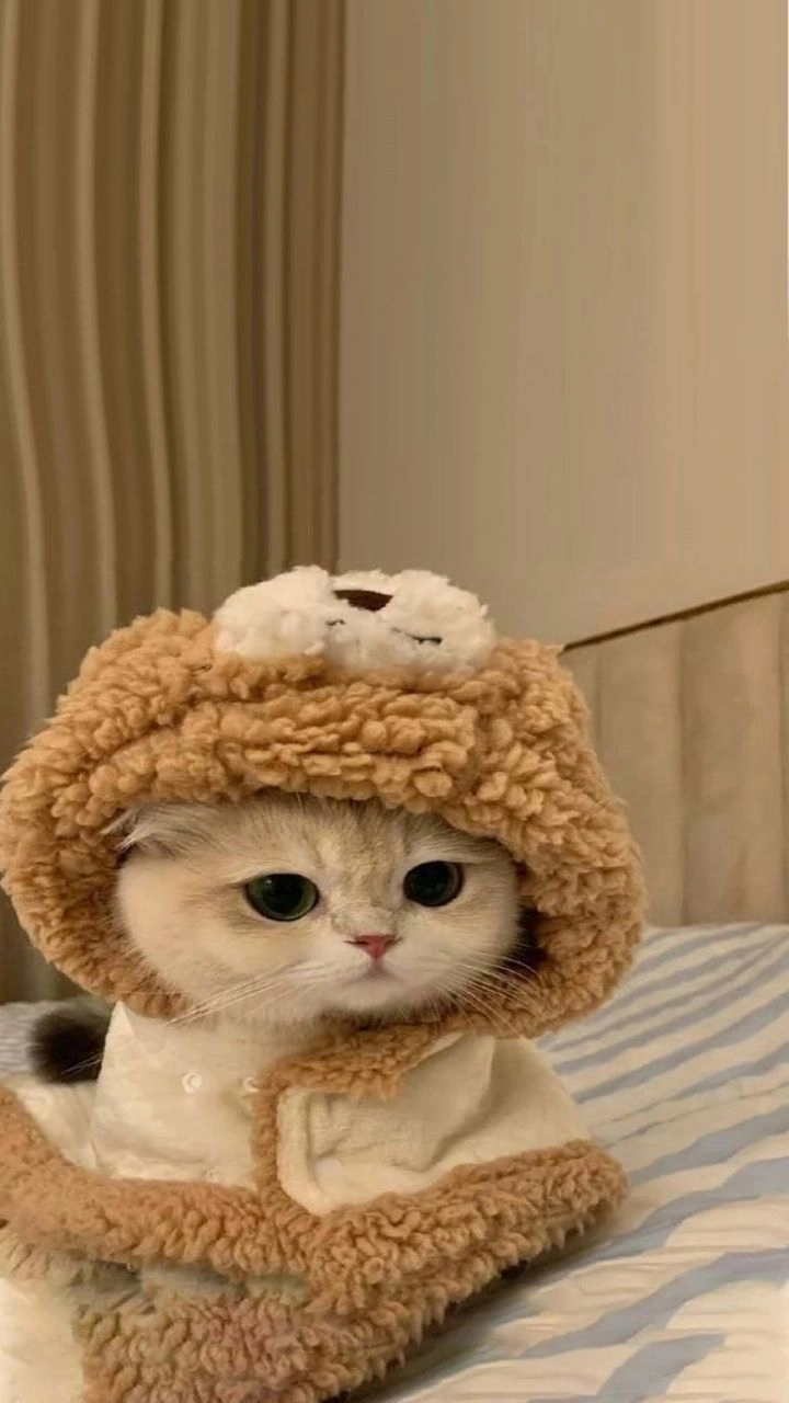 Cùng xem bộ ảnh cute mèo làm phong phú bộ sưu tập ảnh