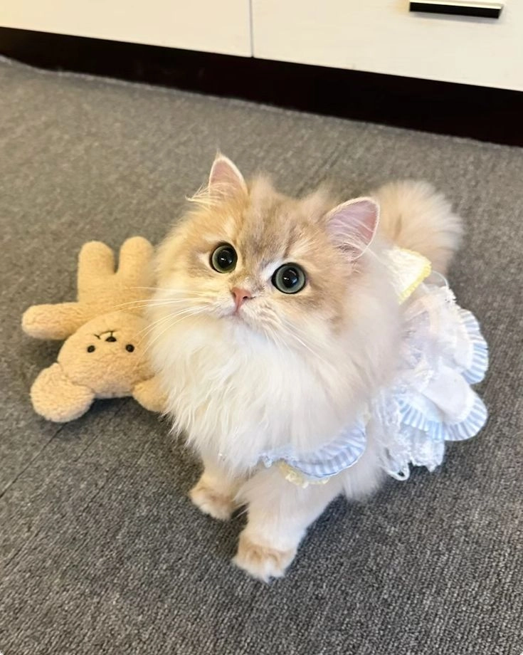 Ngắm nhìn mèo con ảnh mèo cute cực kỳ dễ thương và tinh nghịch