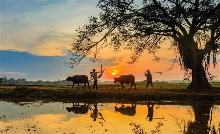 Ảnh phong cảnh quê hương việt nam đẹp mê hoặc lòng người