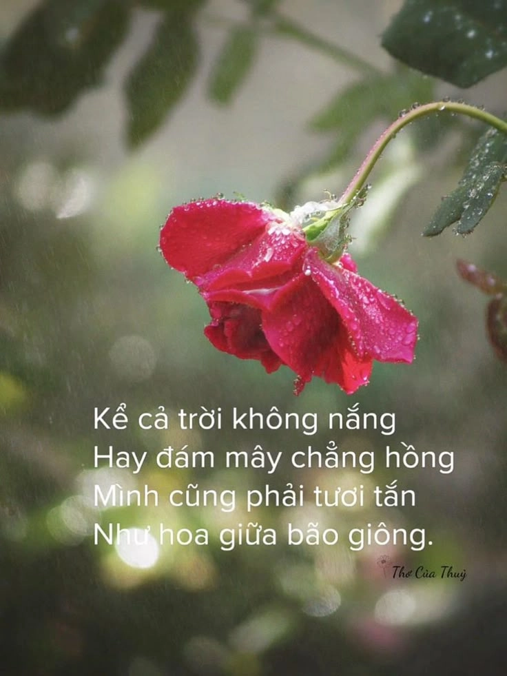 hình ảnh đẹp ý nghĩa về cuộc sống chạm đến cảm xúc từ cái nhìn đầu
