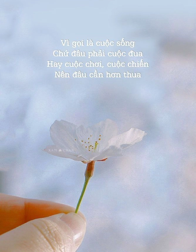 hình ảnh ý nghĩa cuộc sống tạo nguồn cảm hứng tích cực mỗi ngày