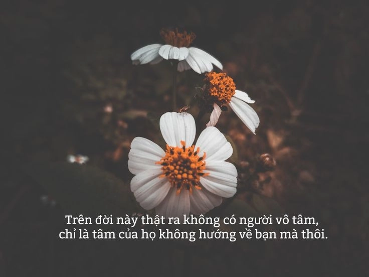 tải ảnh ý nghĩa về cuộc sống được nhiều người quan tâm trên các nền tảng tìm kiếm