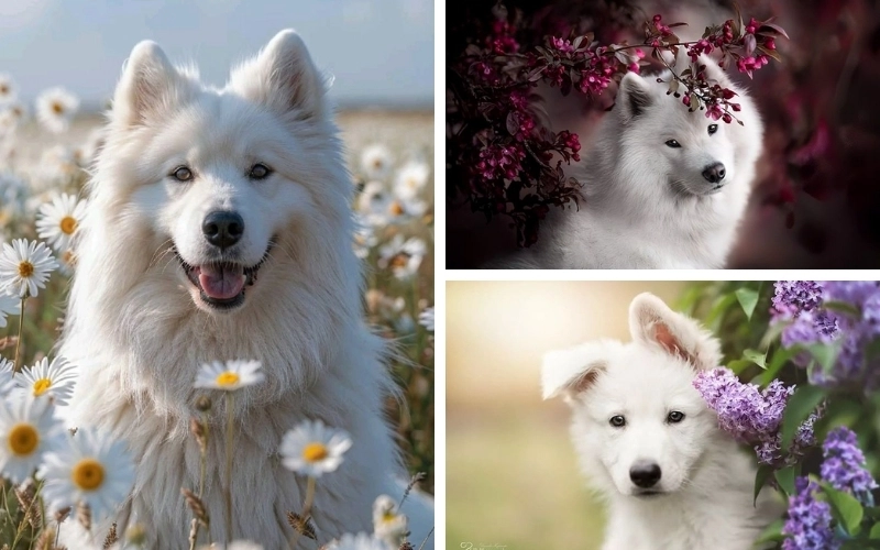 Cùng khám phá lý do vì sao ảnh chó cute luôn được săn đón