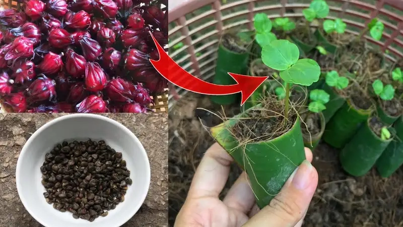 Chọn giống và chuẩn bị đất cho atiso
