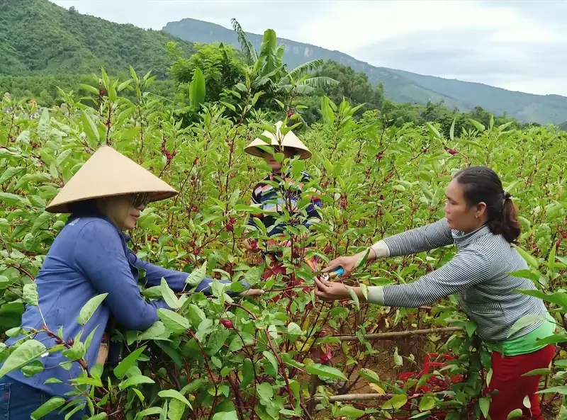 Kỹ thuật gieo trồng và chăm sóc