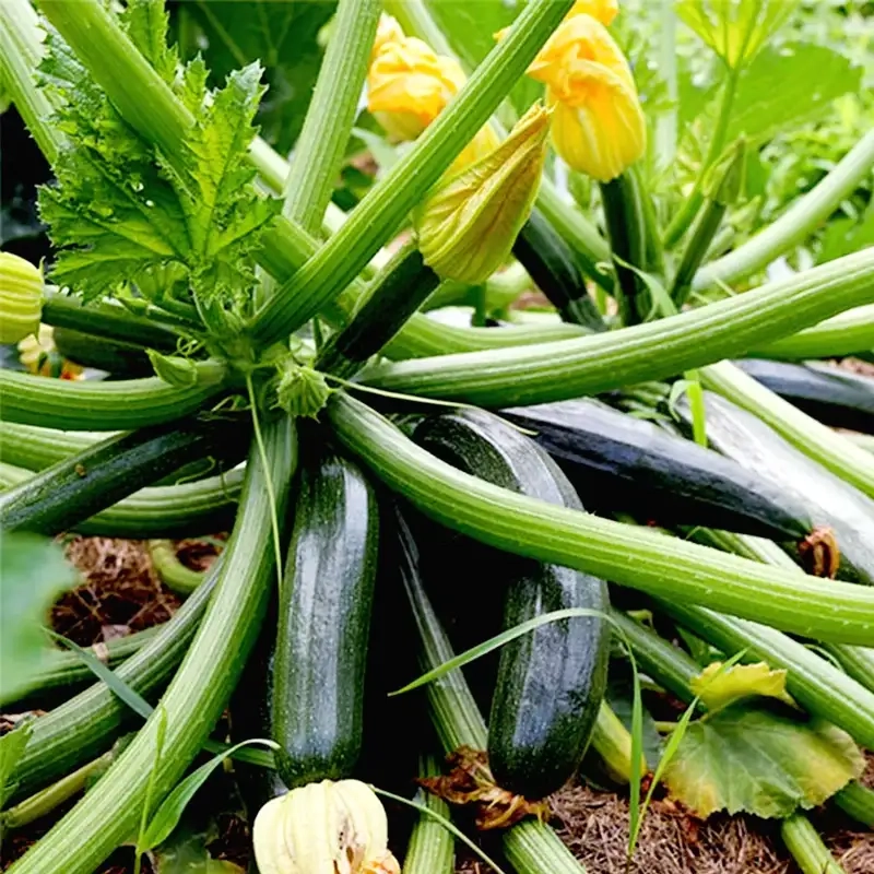 Kỹ thuật gieo hạt và chăm sóc cây non
