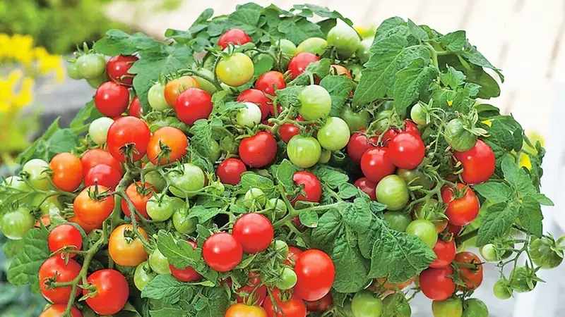 Kinh nghiệm và mẹo trồng cà chua bi