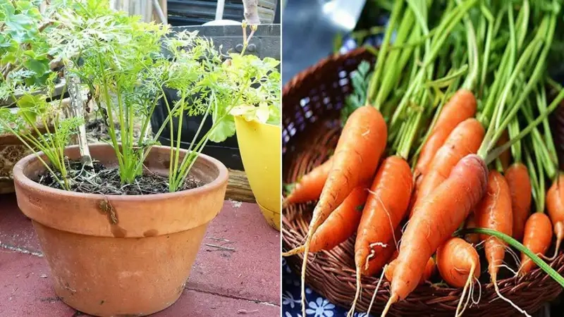 Chọn giống và chuẩn bị đất trồng cà rốt