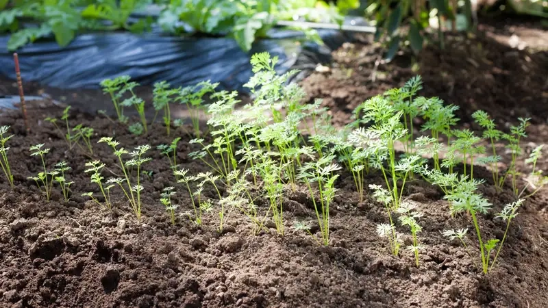 Gieo hạt và chăm sóc cây cà rốt