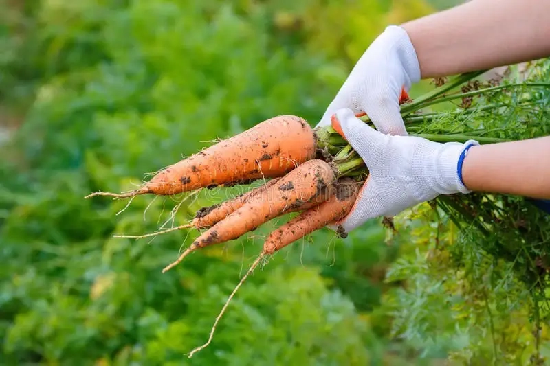 Kinh nghiệm trồng cà rốt để đạt năng suất cao
