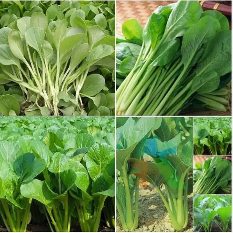 Chuẩn bị đất và chọn hạt giống phù hợp