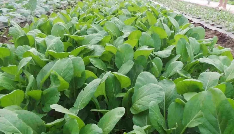 Tưới nước và bón phân đúng cách để cải phát triển